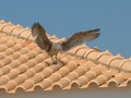 habitante local